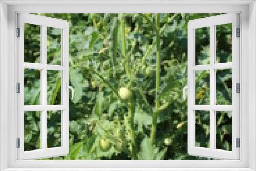 Fototapeta Naklejka Na Ścianę Okno 3D - Tomatoes in my organic garden