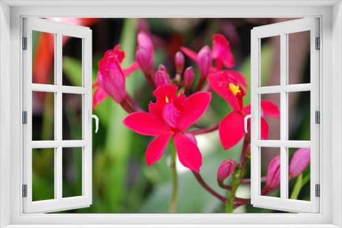 Fototapeta Naklejka Na Ścianę Okno 3D - Orchid Epidendrum Hokulea 'Super Red' flowers. Decorative plants for gardening and greenhouse. 