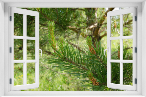 Fototapeta Naklejka Na Ścianę Okno 3D - pine branch with cones