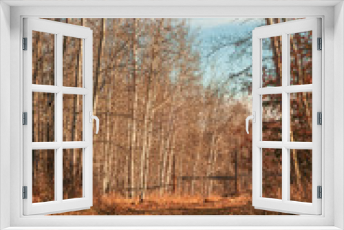 Fototapeta Naklejka Na Ścianę Okno 3D - Grassy Trail Shouldered by Leafless Trees in Fall 