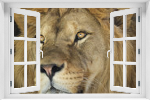 Fototapeta Naklejka Na Ścianę Okno 3D - Lion (Panthera leo).