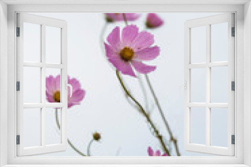 Fototapeta Naklejka Na Ścianę Okno 3D - Pink cosmos flowers on white background
