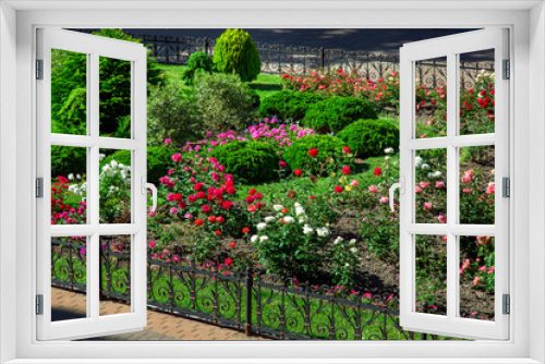 Fototapeta Naklejka Na Ścianę Okno 3D - flowerbed with landscaping bush roses with buds and evergreen round bushes behind a black iron fence.