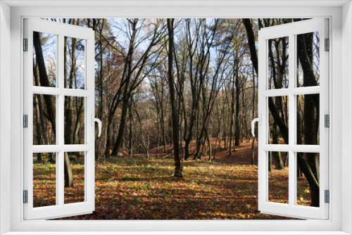 Fototapeta Naklejka Na Ścianę Okno 3D - young autumn forest