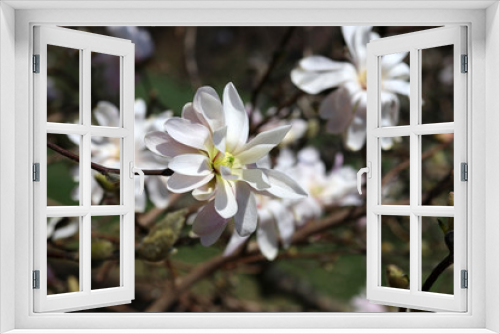 Fototapeta Naklejka Na Ścianę Okno 3D - Beautiful spring nature background with blossoming magnolia trees. Brunches of blooming white magnolia in a shallow depth of field.