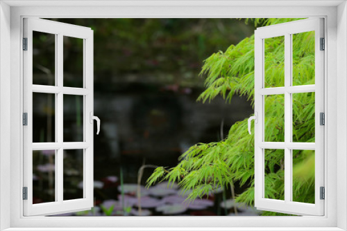 Fototapeta Naklejka Na Ścianę Okno 3D - Fächer-Ahorn (Acer palmatum)  Pflanze am Gartenteich