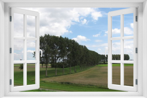 Fototapeta Naklejka Na Ścianę Okno 3D - a road with rows op popular trees in the countryside in holland in summer