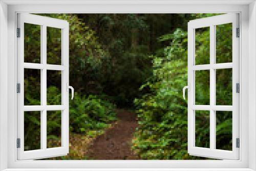 Fototapeta Naklejka Na Ścianę Okno 3D - Well Worn Path in Forest