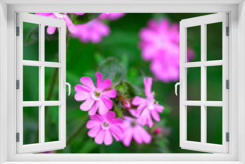 Fototapeta Naklejka Na Ścianę Okno 3D - Rote Lichtnelke (Silene dioica), Pflanze mit Blüten