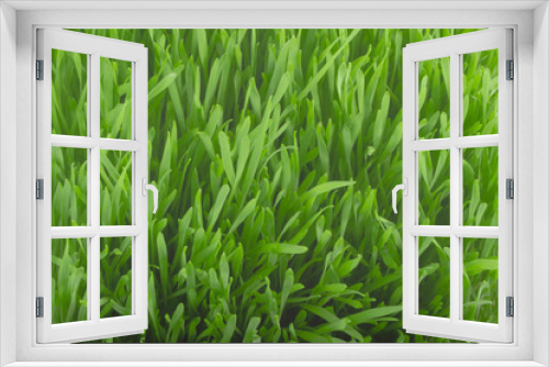 Fototapeta Naklejka Na Ścianę Okno 3D - fresh green grass background