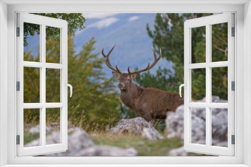 Fototapeta Naklejka Na Ścianę Okno 3D - parco nazionale d'abruzzo