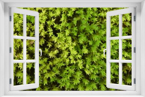 Fototapeta Naklejka Na Ścianę Okno 3D - algae pattern