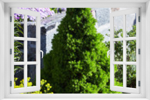 Fototapeta Naklejka Na Ścianę Okno 3D - Canadian spruce conic, beautiful green tree close-up