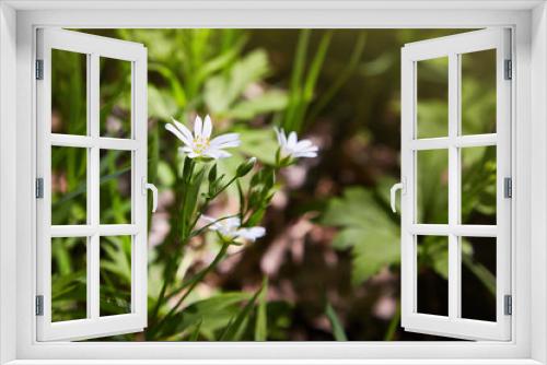 Fototapeta Naklejka Na Ścianę Okno 3D - White stellaria delicate flowers. Stellaria growth in field, Caryophillaceae - Stellaria holostea flower