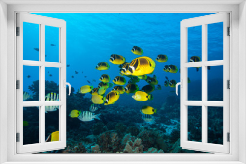 Fototapeta Naklejka Na Ścianę Okno 3D - School of bright yellow fish swim past the camera in blue tropical water