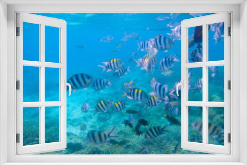 Fototapeta Naklejka Na Ścianę Okno 3D - Striped dascillus fish school closeup. Coral reef underwater landscape. Tropical fishes in blue water.