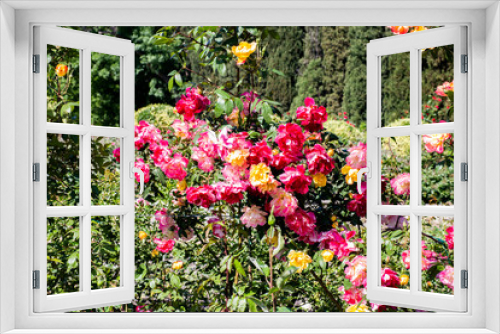 Fototapeta Naklejka Na Ścianę Okno 3D -  Red roses bush close-up picture