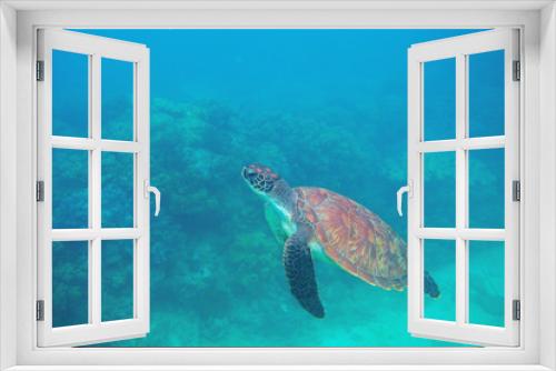 Fototapeta Naklejka Na Ścianę Okno 3D - Green turtle swimming underwater photo. Sea turtle closeup. Oceanic animal in wild nature. Summer vacation activity