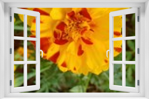 Fototapeta Naklejka Na Ścianę Okno 3D - Marigold flower volume 865⅝655