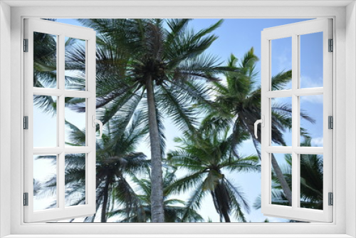 Fototapeta Naklejka Na Ścianę Okno 3D - Coconut palm trees growing on the coast of Central America, Panama.