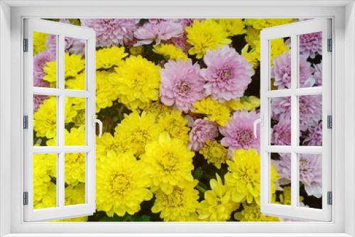 Fototapeta Naklejka Na Ścianę Okno 3D - Chrysanthemum flowers blooming volume 985265