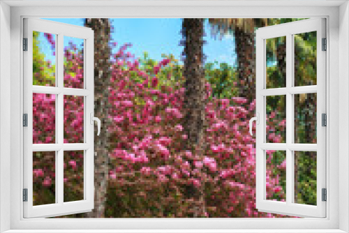 Fototapeta Naklejka Na Ścianę Okno 3D - palms and blooming trees with pink flowers