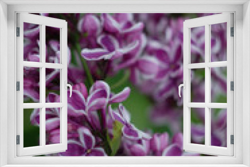 Fototapeta Naklejka Na Ścianę Okno 3D - Burgundy lilac