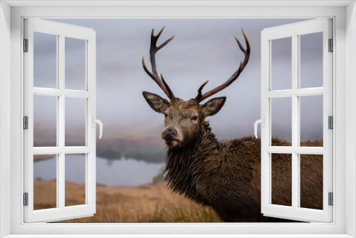 Fototapeta Naklejka Na Ścianę Okno 3D - Male stag close up head shot, scottish loch background