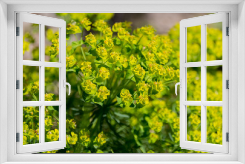 Fototapeta Naklejka Na Ścianę Okno 3D - Cypress spurge - Euphorbia cyparissias spring flowering herb.