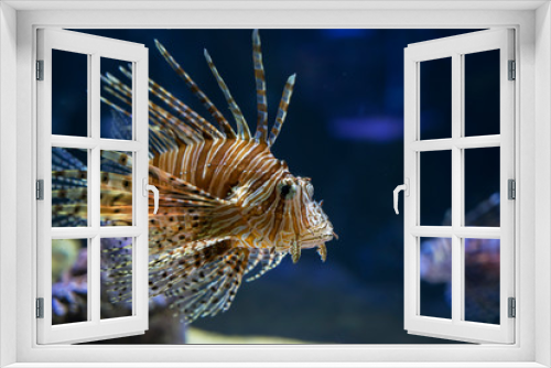 Fototapeta Naklejka Na Ścianę Okno 3D - Exotic Lionfish swimming in the aquarium