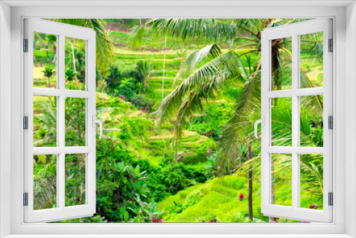 Fototapeta Naklejka Na Ścianę Okno 3D - Beautiful rice terraces in Bali, Indonesia.