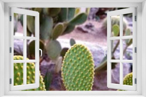 Fototapeta Naklejka Na Ścianę Okno 3D - Cactus Garden on Boulder