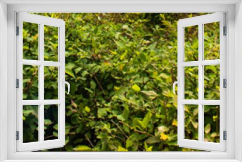 Fototapeta Naklejka Na Ścianę Okno 3D - Background of green bushes