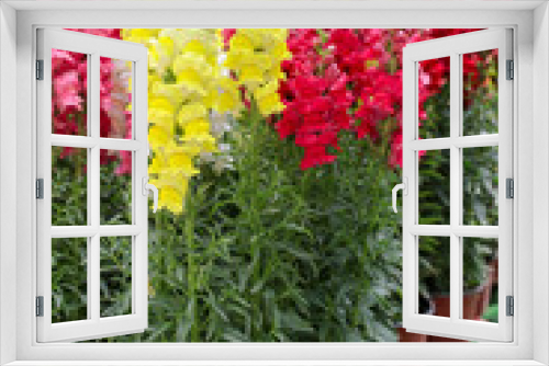 Fototapeta Naklejka Na Ścianę Okno 3D - Variety of potted Antirrhinum majus or Snapdragon flowers in yellow, red and pink colors for sale in the greek garden shop.