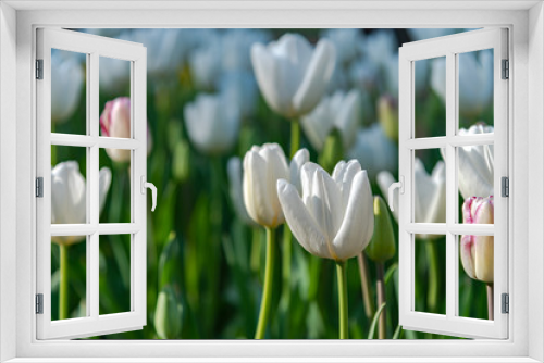 Fototapeta Naklejka Na Ścianę Okno 3D - White Cloud Hakuun Darwin Hybrid Tulip. Colorful Tulip flower fields.