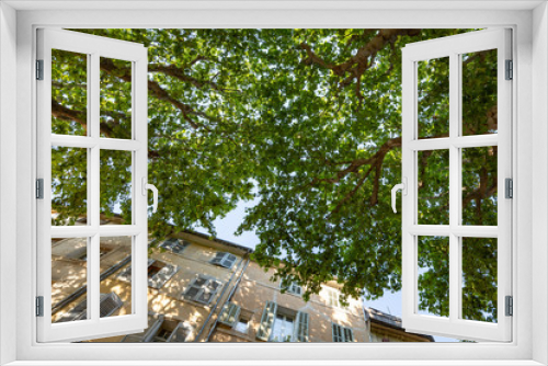 Fototapeta Naklejka Na Ścianę Okno 3D - Beautiful tree framing a weathered apartment building  in the charming city of Aix-en-Provence