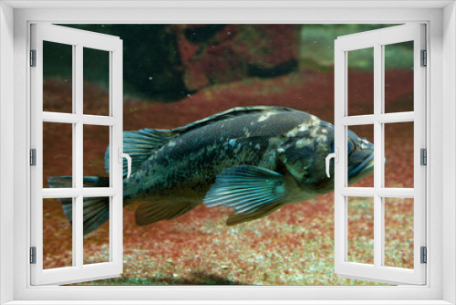 Fototapeta Naklejka Na Ścianę Okno 3D - Copper rockfish (Sebastes caurinus).