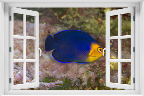 Fototapeta Naklejka Na Ścianę Okno 3D - Pygmy or Cherub Angelfish (Centropyge argi).