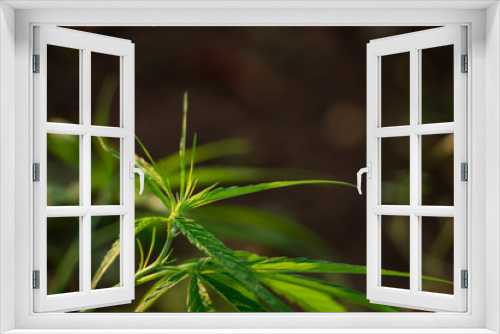 Fototapeta Naklejka Na Ścianę Okno 3D - Marijuana in the plant