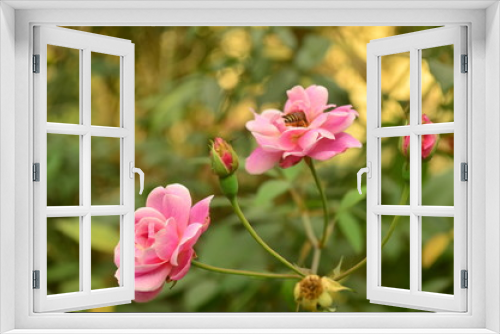 Fototapeta Naklejka Na Ścianę Okno 3D - beautiful rose flower