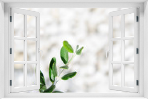 Fototapeta Naklejka Na Ścianę Okno 3D - olivo
