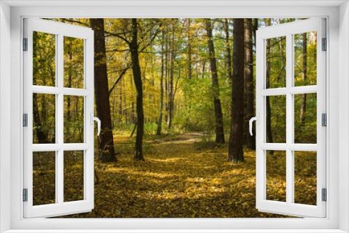 Fototapeta Naklejka Na Ścianę Okno 3D - Autumnal forest and fallen yellow leaves