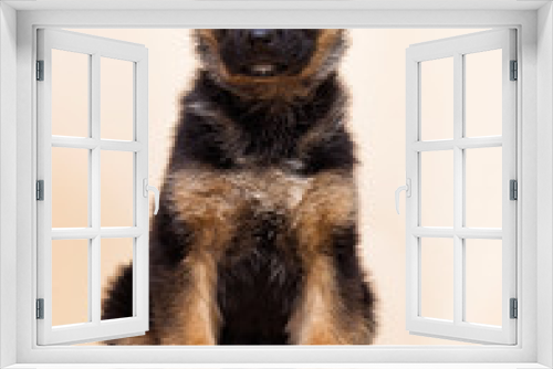 Fototapeta Naklejka Na Ścianę Okno 3D - cute shepherd puppy looks