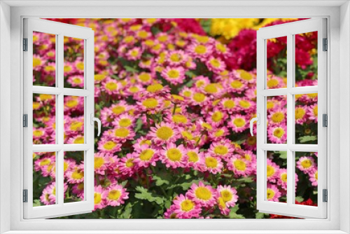 Fototapeta Naklejka Na Ścianę Okno 3D - Chrysanthemum flower for sell