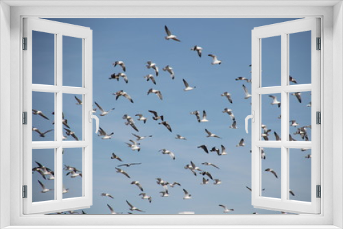 Fototapeta Naklejka Na Ścianę Okno 3D - many seagulls in the sky