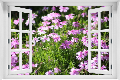 Fototapeta Naklejka Na Ścianę Okno 3D - purple flowers in the garden