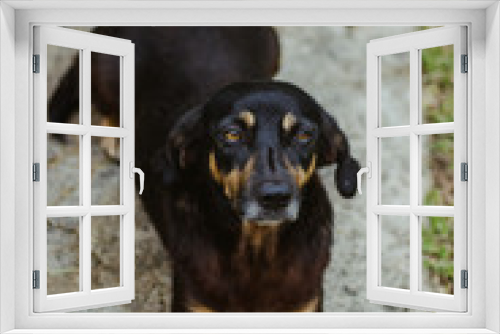Fototapeta Naklejka Na Ścianę Okno 3D - Black Dog