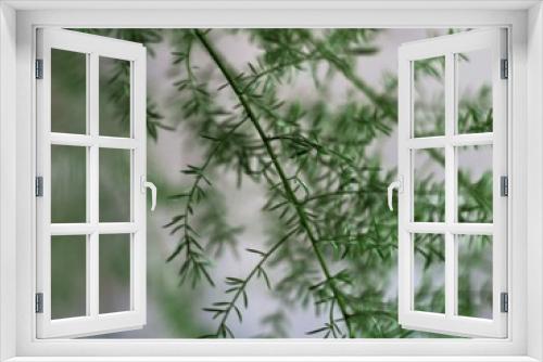 Fototapeta Naklejka Na Ścianę Okno 3D - Planta de jardim Natureza