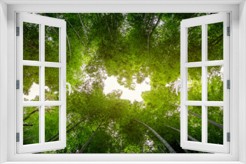 Fototapeta Naklejka Na Ścianę Okno 3D - Low angle view image of bamboo forest in Arashiyama, Japan
