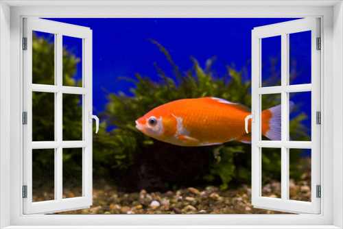 Fototapeta Naklejka Na Ścianę Okno 3D - Goldfish with a blue background
